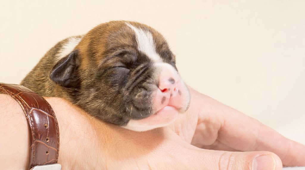 Cachorro recién nacido durmiendo plácidamente sobre la mano y muñeca de un hombre con reloj, concepto de paso del tiempo y crecimiento mascotas.